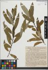 Foto von Salix heterandra Dode